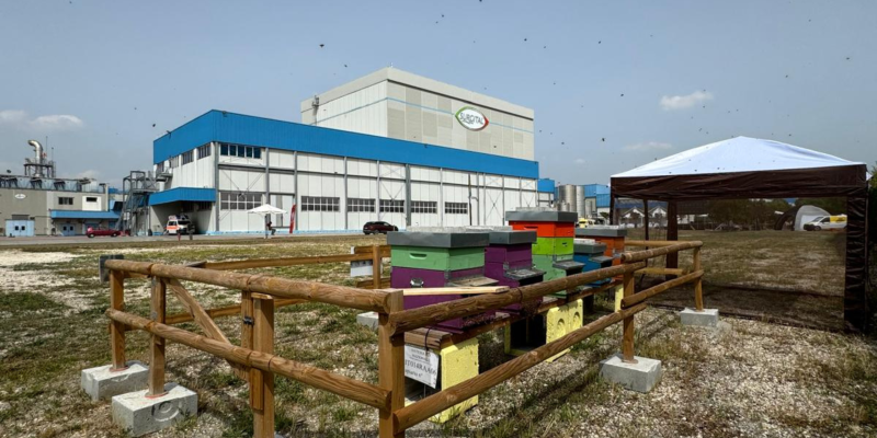 Le api: sentinelle per l’ambiente