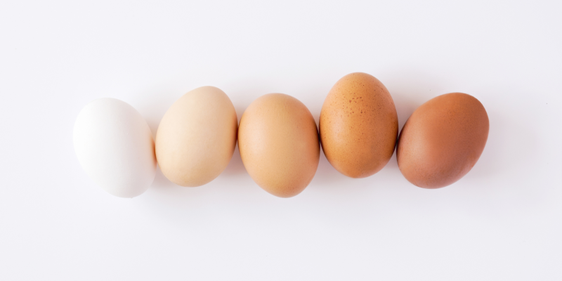 Des œufs aux pâtes : une filière de qualité