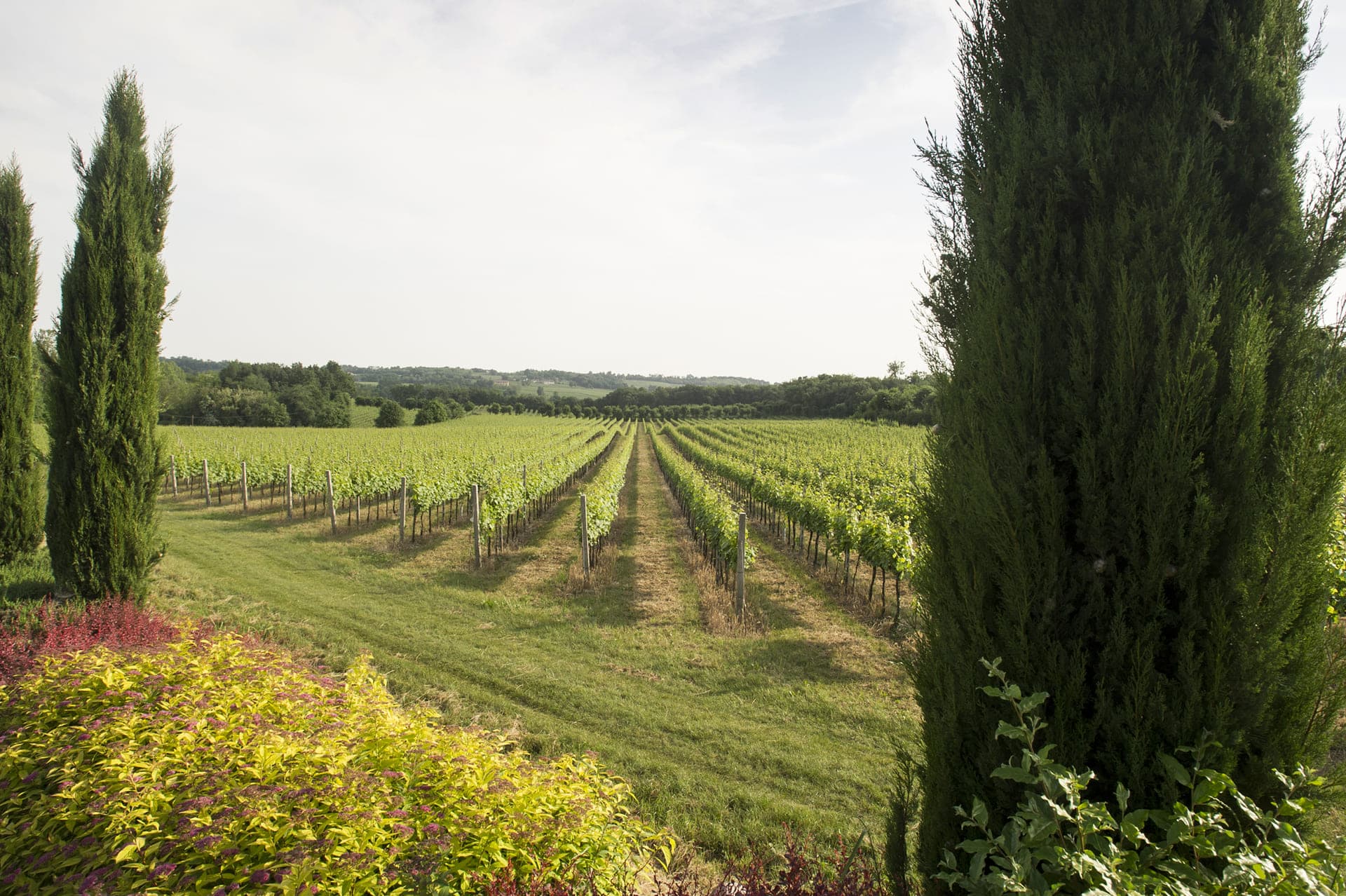 I Vigneti di Pia Donata Berlucchi